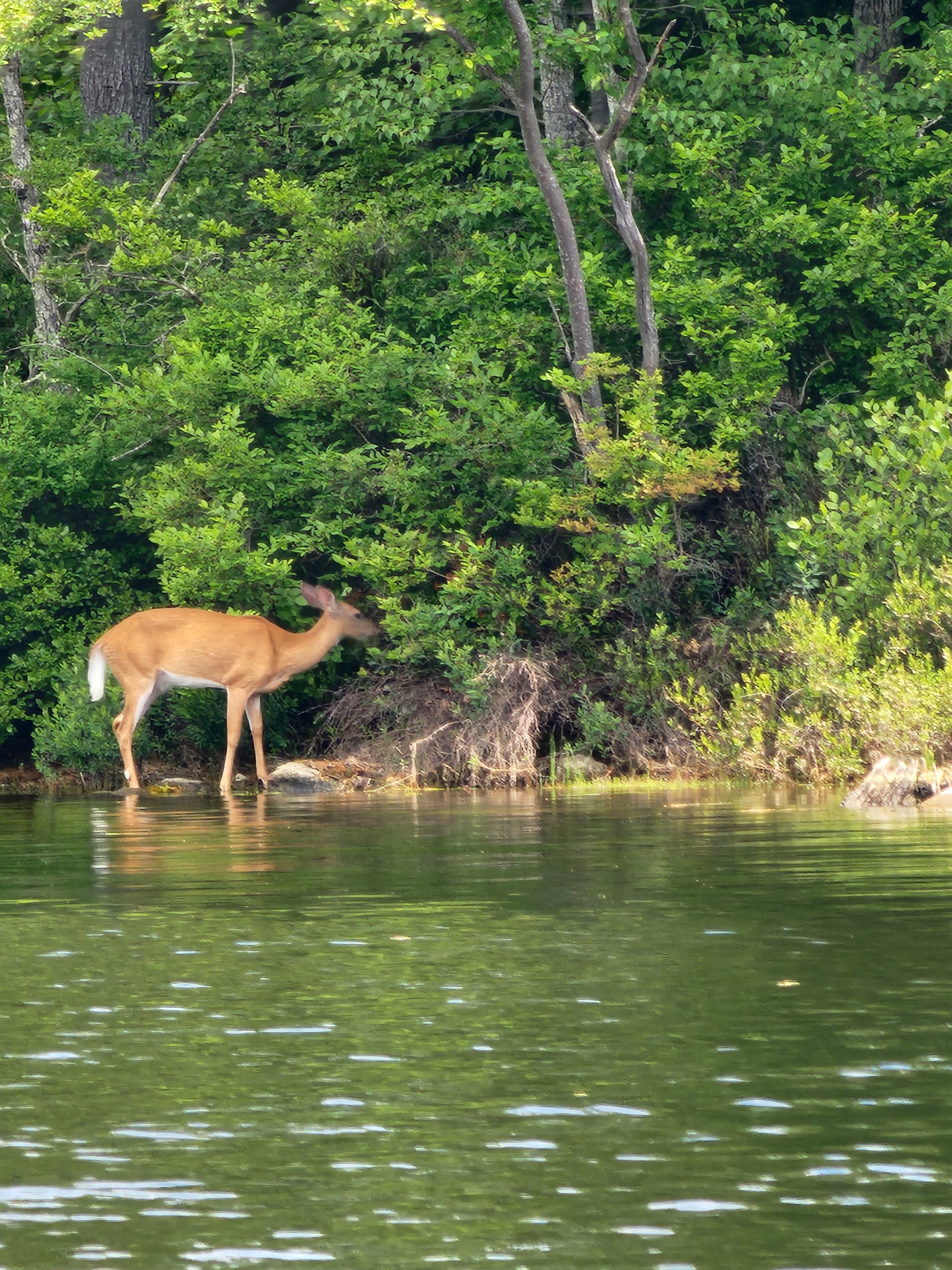 boat trip deer